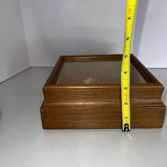 Vintage Sea Shell Framed in Oak Shadow Box Matted Glass Front Nautical Beach - Picture 4 of 6